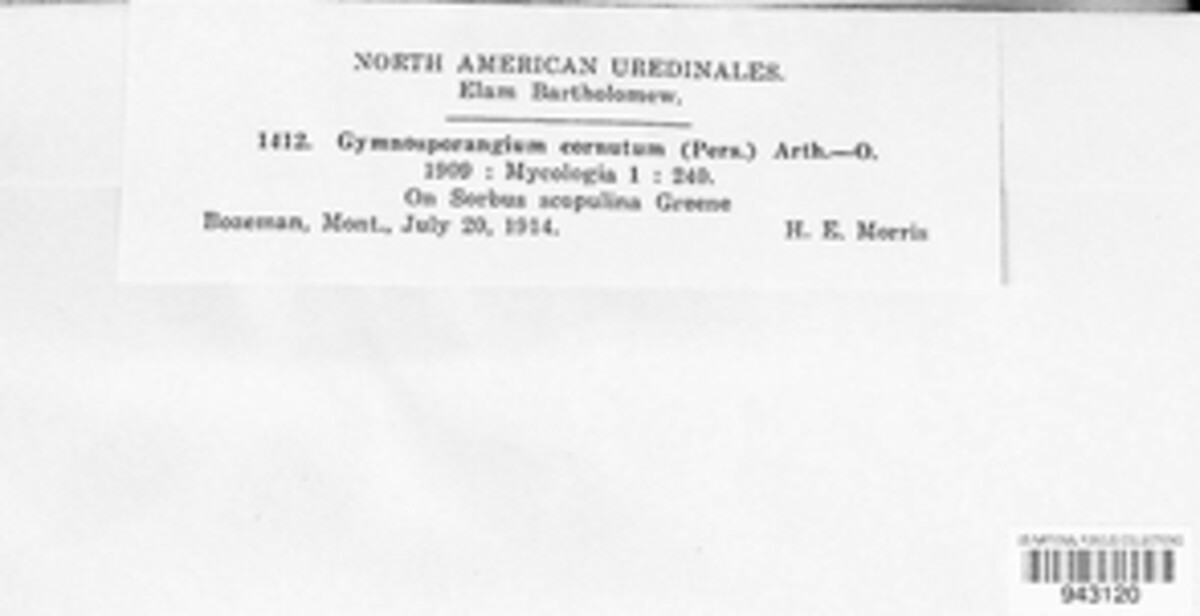 Gymnosporangium cornutum image